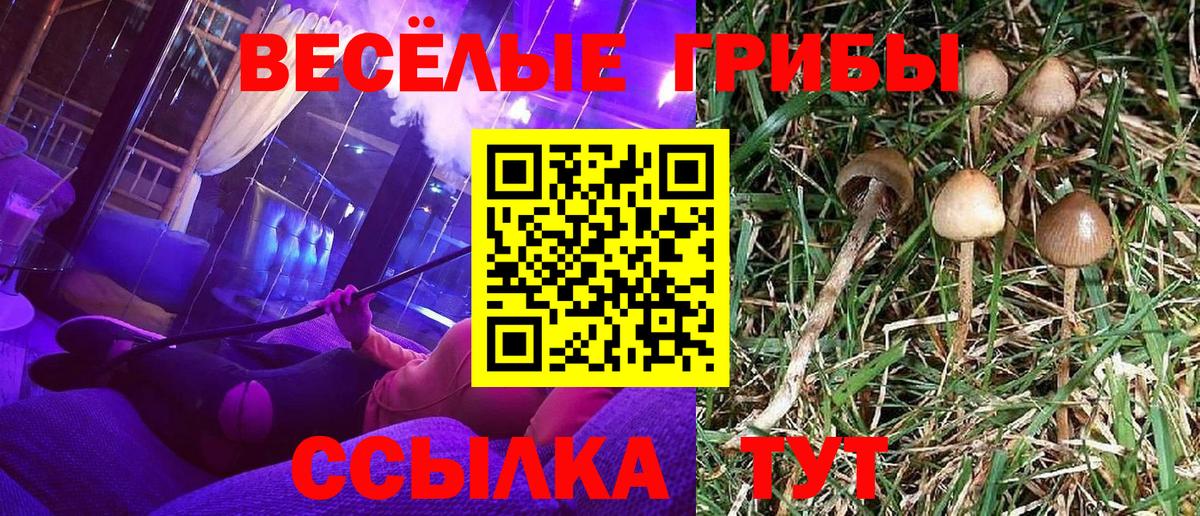 Галлюциногенные грибы Psilocybe  Псилоцибиновые грибы Psilocybe  Мценск  Вход с VPN 